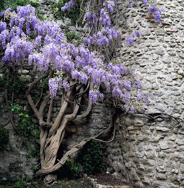 istock Cascading purple wisteria 472708050