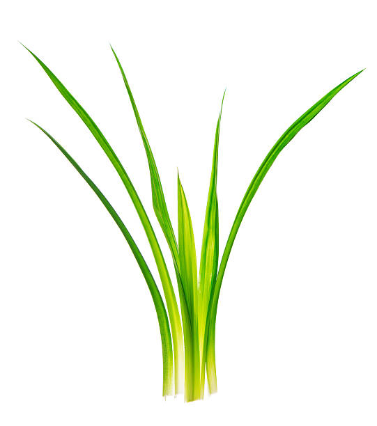 istock Fragrant pandan leaves plant 472708358