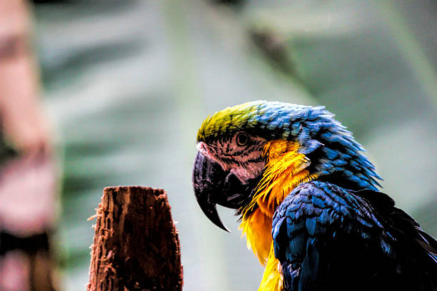 Gold And Blue Macaw (Ara Arauna) Gold And Blue Macaw (Ara Arauna) ara arauna stock pictures, royalty-free photos & images