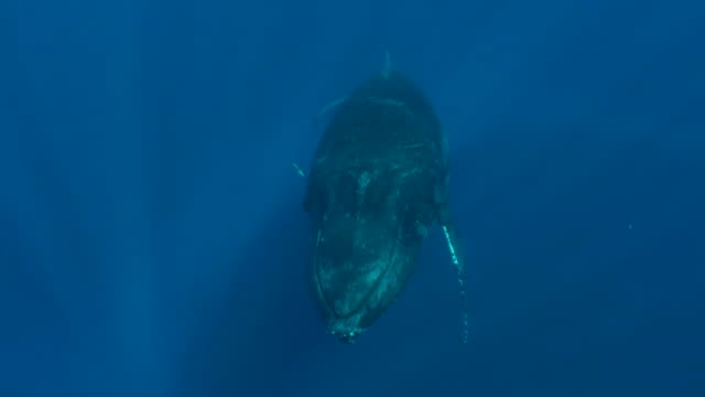 Humpback Whale underwater