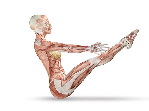 3 d 여성 의료 그림, 스켈레톤 in 요가 자세  - strength skinless muscular build human muscle 뉴스 사진 이미지
