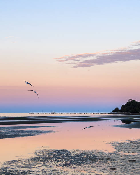 Seagulls at Dusk on the Coast