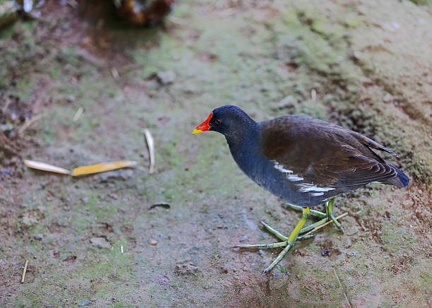 istock Bird in natural habitat. 472711046