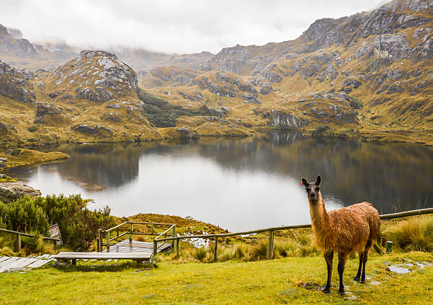 lama en cajas parque nacional de ecuador - cuenca fotografías e imágenes de stock