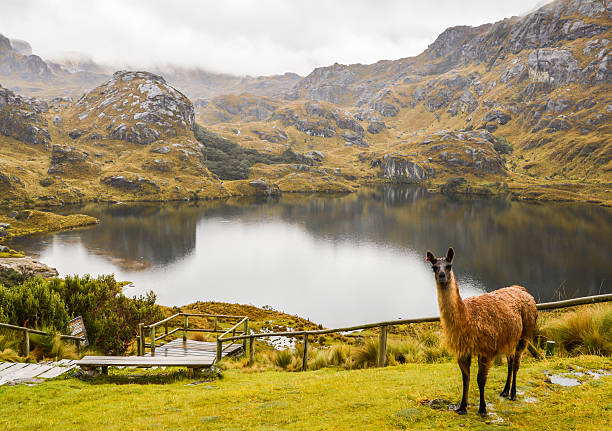 Lama in Cajas National Park in Ecuador Amazing landscapes of andean highlands, with many valleys ,lakes, creeks. Difficult trails covered with haze most of the time. Not many tourists. Possibility to see lamas and interesting andean plants and birds. cuenca ecuador stock pictures, royalty-free photos & images