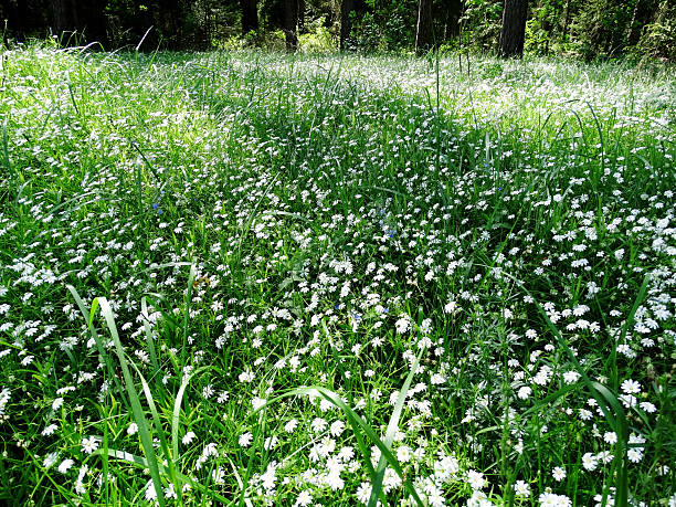 view of a spring forest on a sunny day with field of flowers