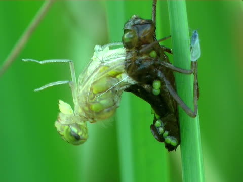 Birth of a dragonfly