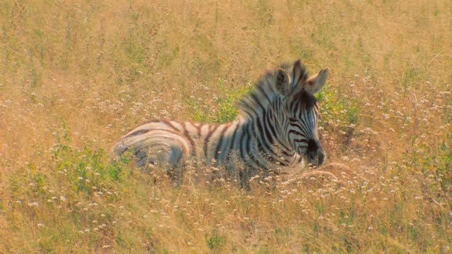 Zebrafohlen
