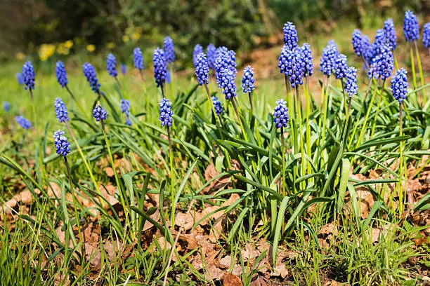 Fresh blue flowering Grape Hyacinths or Muscari botryoides plants between the brown and orange colored leaves fallen in autumn.