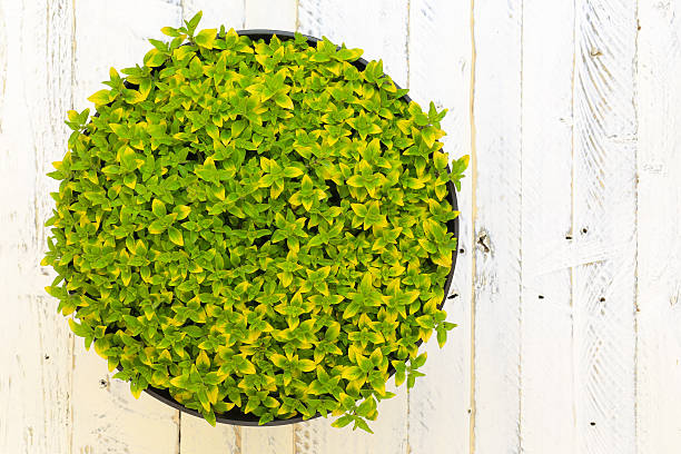 オレガノの Aureum ハーブ香ばしい植物のグリーンの黄色の葉ホワイト Backgr ストックフォト