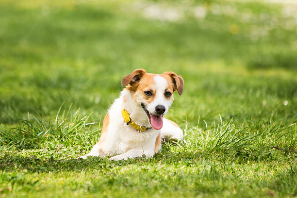 istock Little dog lying on green meadow 472714908