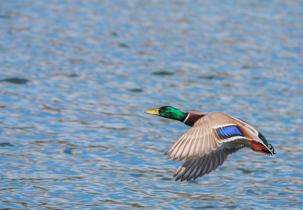 istock Wild duck in their natural habitat. 472715612