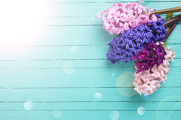 Background with fresh flowers hyacinths in ray of light on green painted wooden planks. Selective focus. Place for text.
