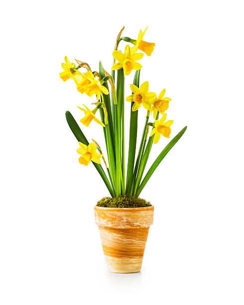 narciso flores da primavera - daffodil bouquet isolated on white petal - fotografias e filmes do acervo