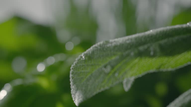 783 Sage Leaf Stock Videos and Royalty-Free Footage - iStock | Sage leaf isolated, Sage leaf icon 783 Sage Leaf Stock Videos and Royalty-Free Footage - iStock | Sage leaf isolated, Sage leaf icon