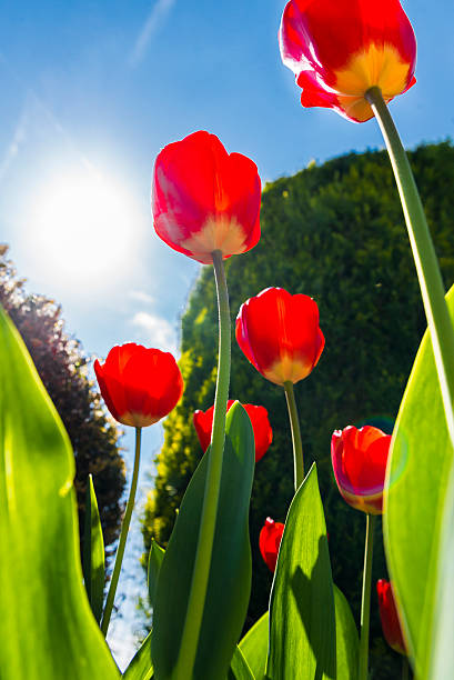 istock Beautiful tulips on sunny day 472716812