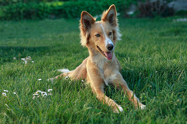 jovem podenco - podenco imagens e fotografias de stock