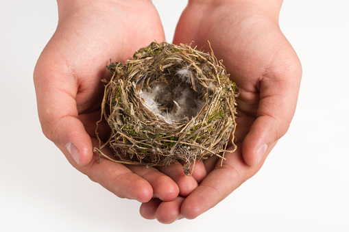 Bird's nest in the hands of a child on a white background