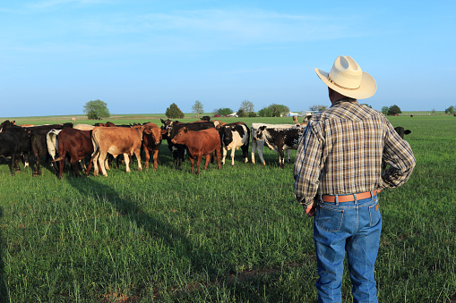 A farmer rancher looking at his herd of mixed breed beef calves standing in a winter wheat field. Photo was taken in the late afternoon so the farmer is casting a long shadow.