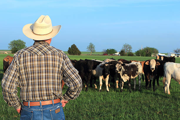 istock Agriculture: Farmer Rancher with Mixed Breed Cattle in a Field 472717780