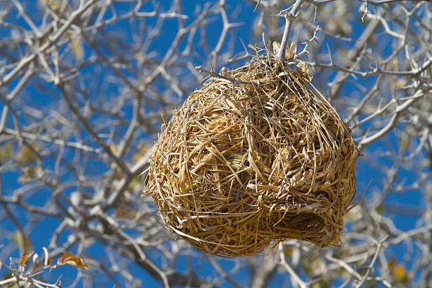 istock Nest of a weaver bird 472718116