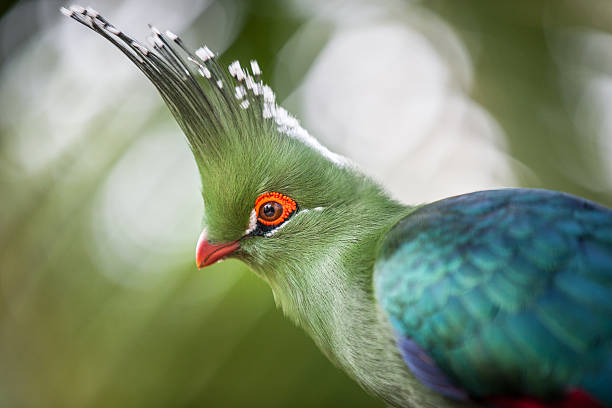 Colpo di testa di Turaco di Schalow (Tauraco schalowi) - foto stock