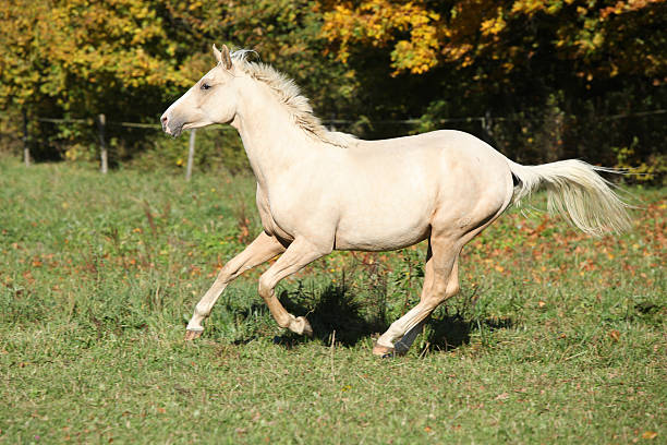 istock Nice palomino foal running in autumn 472720184
