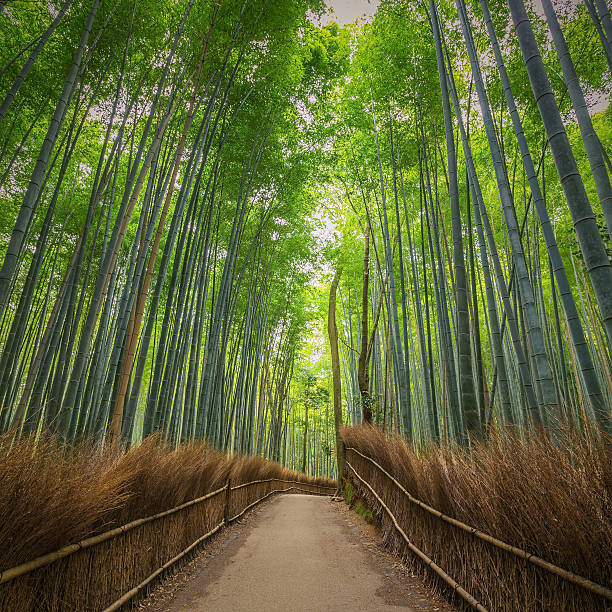 istock Bamboo Forest in Kyoto, Japan 472720228