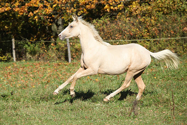 istock Nice palomino foal running in autumn 472720650