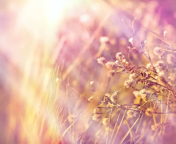 Dry flowers in meadow (dryplants)