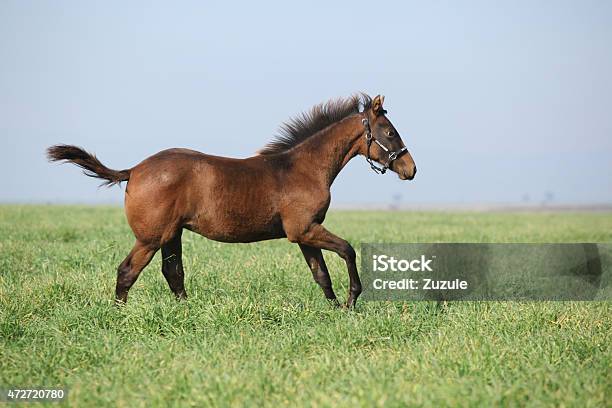 Brown Foal Running In Freedom Stock Photo - Download Image Now - Horse, 2015, Activity