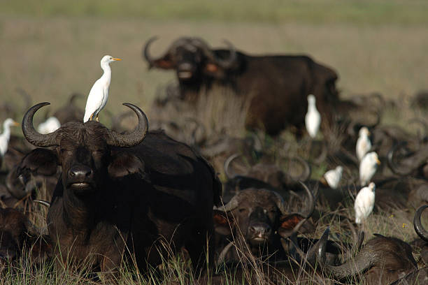 African Buffalo herd in open grass plains scene African Buffalo herd, Syncerus caffer, in open grass plains scene, accompanied by Cattle Egret, Bubulcus ibis, Okavango Delta, Botswana, Africa cattle egret photos stock pictures, royalty-free photos & images