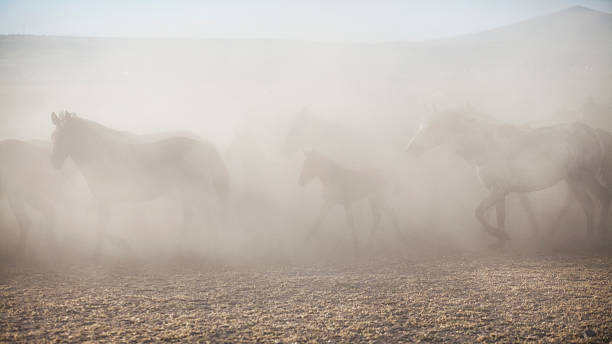 istock Horses Running in Cloud of Dust – Stock Image 472722126