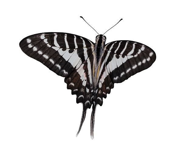 istock Isolated top view of Spot Swardtail butterfly 472722256