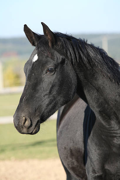 istock Beautiful black mare with rope halter in autumn 472722360