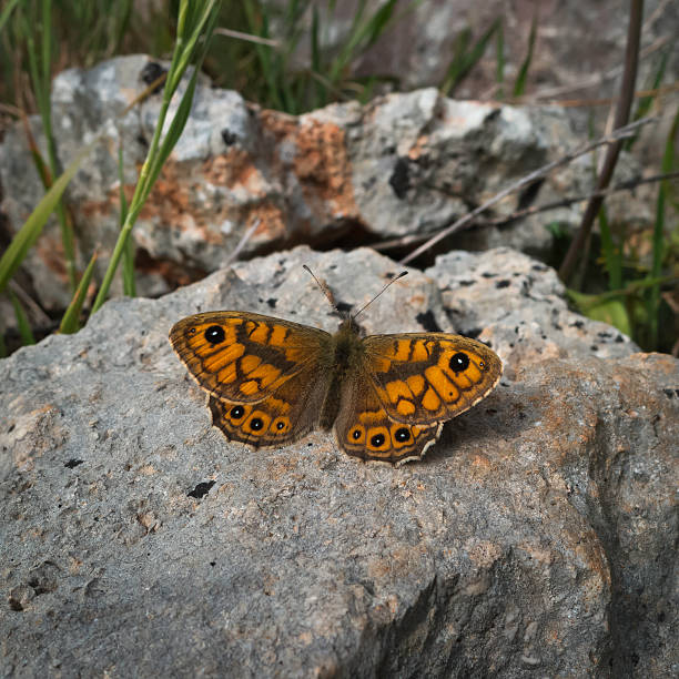 istock Monarch butterfly on stone in country side. 472722948