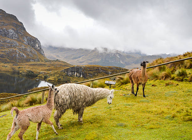 istock Lamas in Cajas National Park, Ecuador 472723158