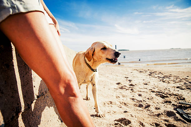 Woman playing with her dog on the beach on a beautiful sunny day.