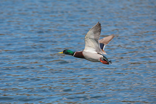 istock Wild duck in their natural habitat. 472724240