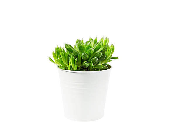istock Haworthia succulent plant in pot on white background 472724318