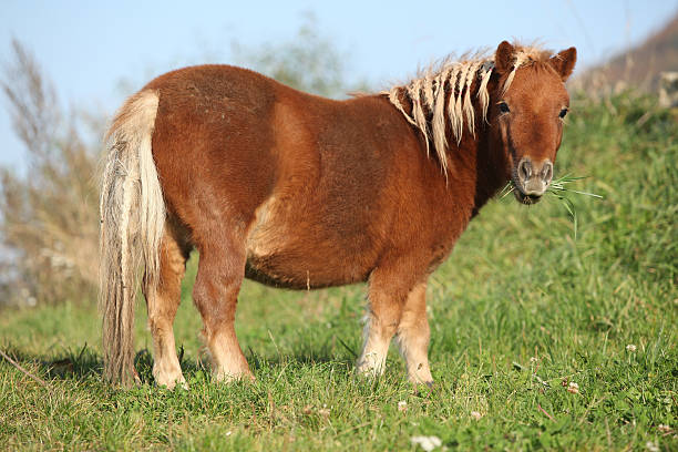 istock Gorgeous minishetland pony in autumn 472724588