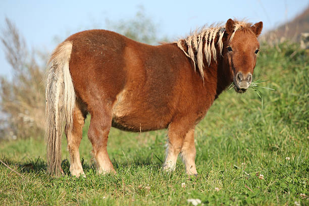 Gorgeous minishetland pony in autumn stock photo