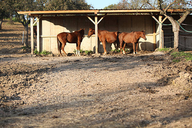 istock Some horse under the shelter 472724652