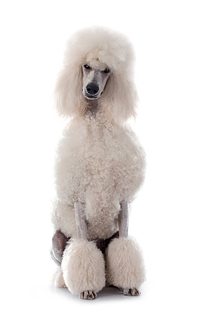 blanc caniche standard - standard poodle photos et images de collection