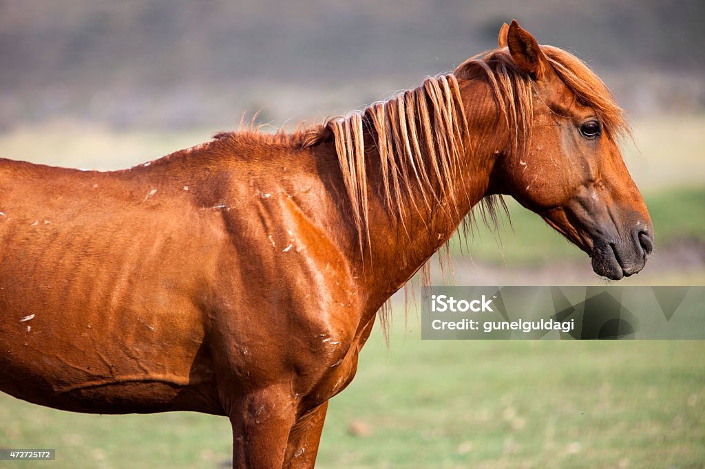 Horse Headshot – Stock Image 2015 Stock Photo