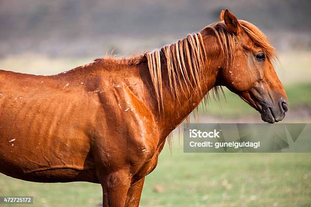Horse Headshot Stock Image Stock Photo - Download Image Now - 2015, Alertness, Animal