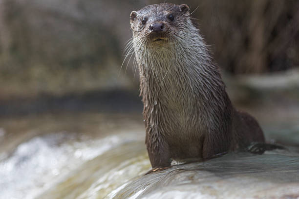 istock curious european otter portrait 472725184