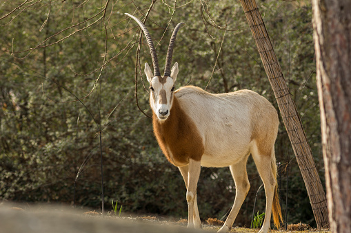 Scimitar-Horned Oryx standing looking at the camera