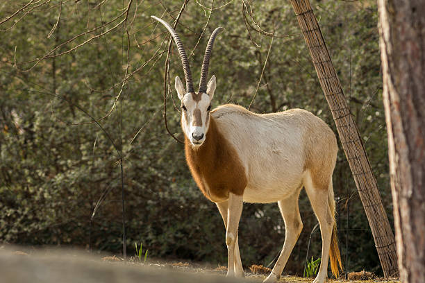 órix scimitar-chifres - oryx - fotografias e filmes do acervo