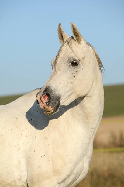 美しい秋のホワイトのアラビアの馬  - horse arabian horse arabia white ストックフォトと画像